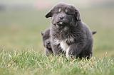 DOGUE DU TIBET 718